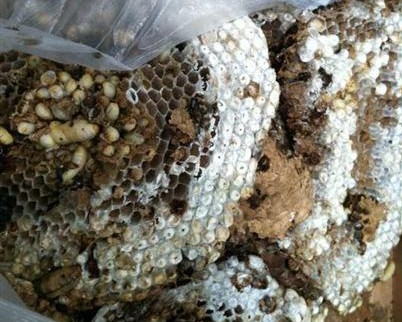 云南昆明機(jī)場X光機(jī)掃描儀驚現(xiàn)馬蜂窩聞所未聞[圖]