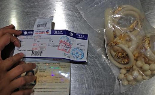 昆明機(jī)場X光機(jī)檢測通道發(fā)現(xiàn)9只象牙手鐲飾品[圖]