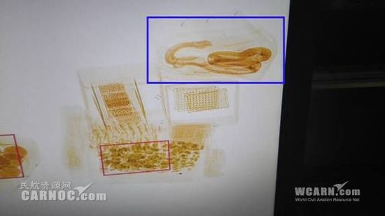 機(jī)場安檢查出眼鏡蛇 從快遞麻袋中豎起(圖)